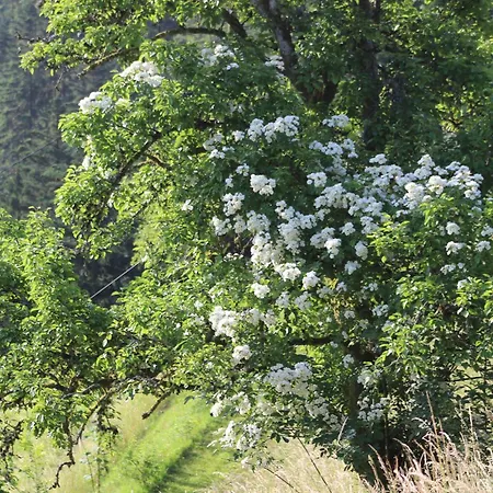 Kır Evi The Moosbach Garden Nordrach